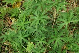 Attēlu rezultāti vaicājumam “Geranium pratense leaf”