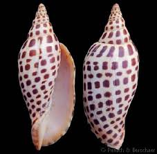 Attēlu rezultāti vaicājumam “Scardia boletella exuvia”