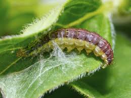 Attēlu rezultāti vaicājumam “Pyrausta aurata”