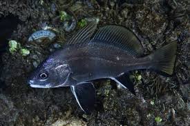 Image result for Sciaena umbra