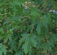 Attēlu rezultāti vaicājumam “Vasates quadripedes”