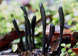 Attēlu rezultāti vaicājumam “Geoglossum sp.”