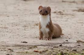 Attēlu rezultāti vaicājumam “Mustela nivalis”