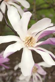 Attēlu rezultāti vaicājumam “Magnolia x loebneri flower”