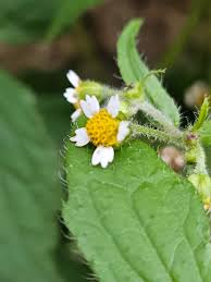 Attēlu rezultāti vaicājumam “Galinsoga quadriradiata”