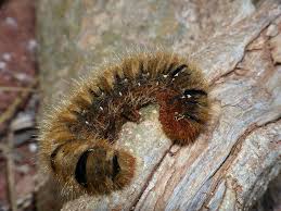 Attēlu rezultāti vaicājumam “Lasiocampa quercus”