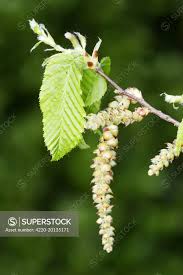 Attēlu rezultāti vaicājumam “Carpinus betulus female flower”