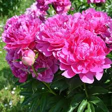 Attēlu rezultāti vaicājumam “Paeonia lactiflora flower”