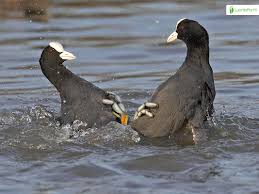 Attēlu rezultāti vaicājumam “Fulica atra adult”