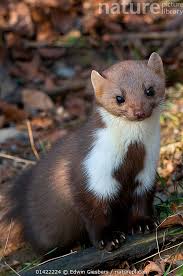 Attēlu rezultāti vaicājumam “Martes foina”