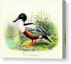 Attēlu rezultāti vaicājumam “Anas clypeata male”