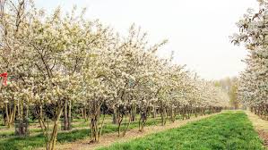 Attēlu rezultāti vaicājumam “Amelanchier canadensis”