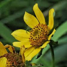 Attēlu rezultāti vaicājumam “Bidens cernua flower”