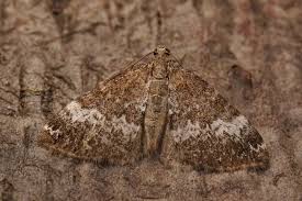 Attēlu rezultāti vaicājumam “Perizoma alchemilla”