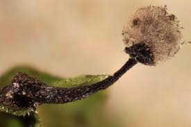 Attēlu rezultāti vaicājumam “Lamproderma columbinum”