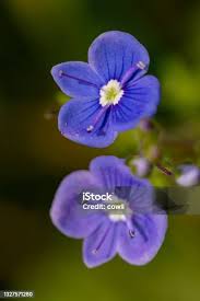 Attēlu rezultāti vaicājumam “Veronica agrestis flower”