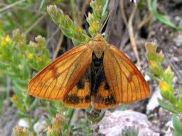 Attēlu rezultāti vaicājumam “Diacrisia sannio female”