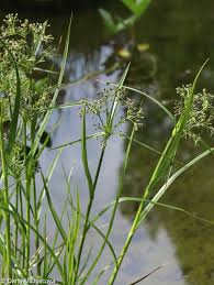 Attēlu rezultāti vaicājumam “Scirpus sylvaticus flower”