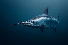 Image result for Xiphias gladius