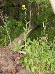 Attēlu rezultāti vaicājumam “Sonchus arvensis subsp. uliginosus bud”