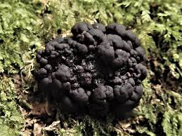 Attēlu rezultāti vaicājumam “Ascotremella faginea”