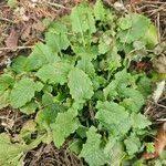 Attēlu rezultāti vaicājumam “Lapsana communis fruit”