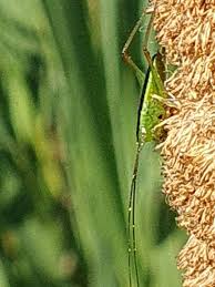 Attēlu rezultāti vaicājumam “Paramesus obtusifrons”