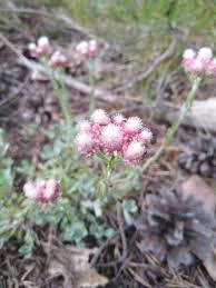Attēlu rezultāti vaicājumam “Antennaria dioica fruit”