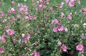 Image result for Lavatera thuringiaca