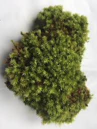 Attēlu rezultāti vaicājumam “Aulacomnium”