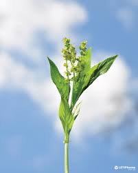 Attēlu rezultāti vaicājumam “Mercurialis perennis”