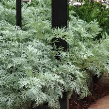 Image result for Artemisia gmelinii