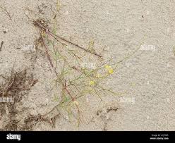 Attēlu rezultāti vaicājumam “Linaria loeselii”