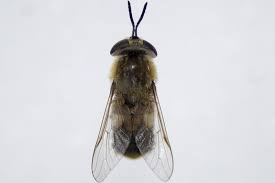 Attēlu rezultāti vaicājumam “Heptatoma pellucens”