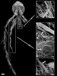 Attēlu rezultāti vaicājumam “Trichia longipalpis”