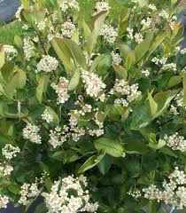 Attēlu rezultāti vaicājumam “Aronia melanocarpa flower”