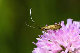 Attēlu rezultāti vaicājumam “Nemophora metallica”