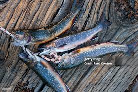 Image result for Salvelinus fontinalis