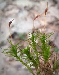 Attēlu rezultāti vaicājumam “Atrichum flavisetum”