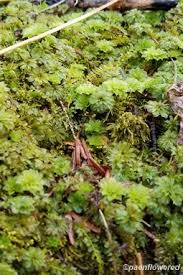 Attēlu rezultāti vaicājumam “Rhodobryum roseum”