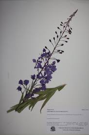 Attēlu rezultāti vaicājumam “Calliergon megalophyllum”