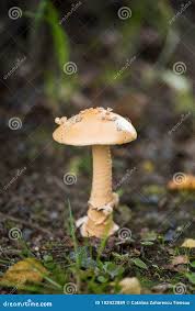 Attēlu rezultāti vaicājumam “Amanita crocea”