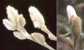 Attēlu rezultāti vaicājumam “Galega orientalis bud”