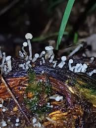 Attēlu rezultāti vaicājumam “Cudoniella acicularis”