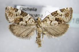 Attēlu rezultāti vaicājumam “Dichelia histrionana”