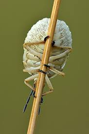 Attēlu rezultāti vaicājumam “Carpocoris sp. nymph”