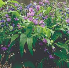 Attēlu rezultāti vaicājumam “Lathyrus”