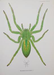 Attēlu rezultāti vaicājumam “Micrommata virescens”