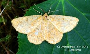 Attēlu rezultāti vaicājumam “Angerona prunaria”