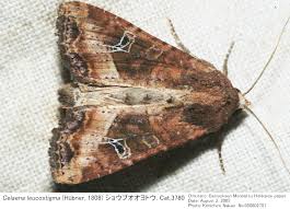 Attēlu rezultāti vaicājumam “Celaena leucostigma”